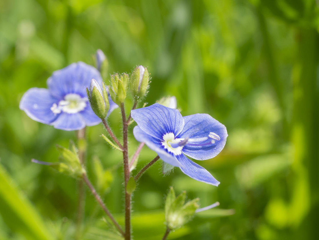 IMAGES\Gewone ereprijs (veronica chamaedrys)\P1280082_sm.jpg